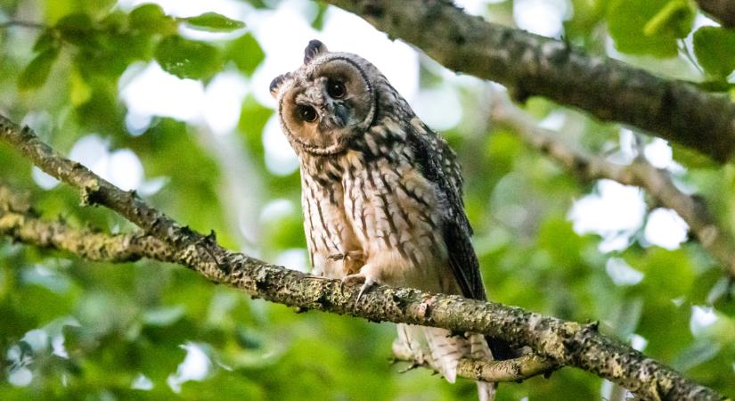 Különleges állat bukkanhat fel a kertekben: ezt tedd, ha meghallod