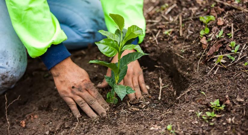 Budapesten és Debrecenben még a petúniát ültetik, pedig a magyar falvakban már felfedeztek egy sokkal jobb megoldást