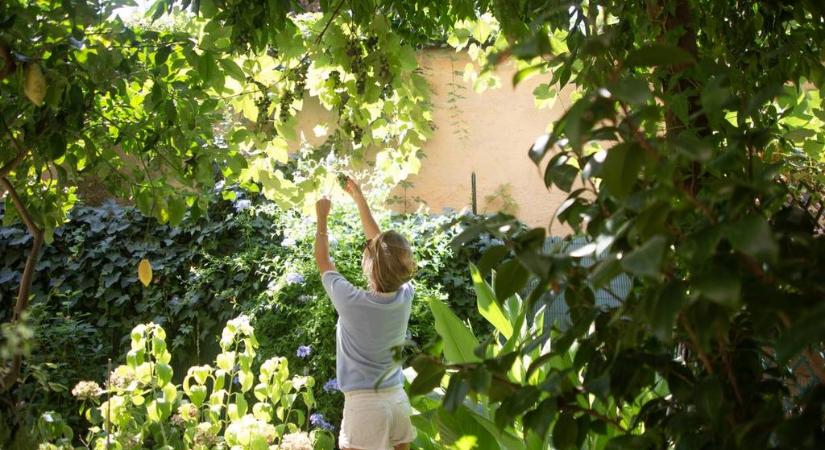 Ezeket a fákat ültesd a kertedbe, ha gyorsan kell az árnyék