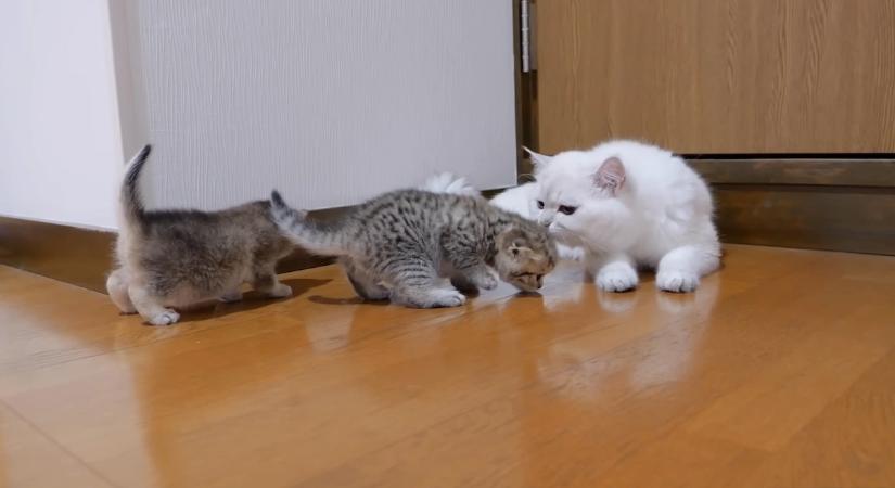 Évekkel tovább élhet a macskád, a kutatók szerint ez a titka