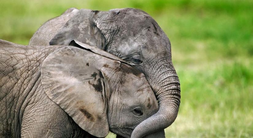 Elefántcsorda taposta halálra a milliomost Afrikában