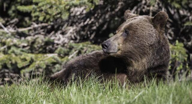 Medvéről készült felvétel több településen is – a szakértők óvatosságra intik a lakosságot