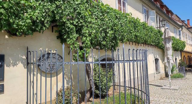 Horvátországban ültették el a világ legöregebb szőlőtőkéjének hajtását