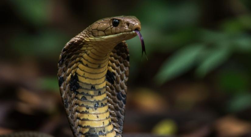 Halálos nyaralás: kobra ölt meg egy német férfit Egyiptomban