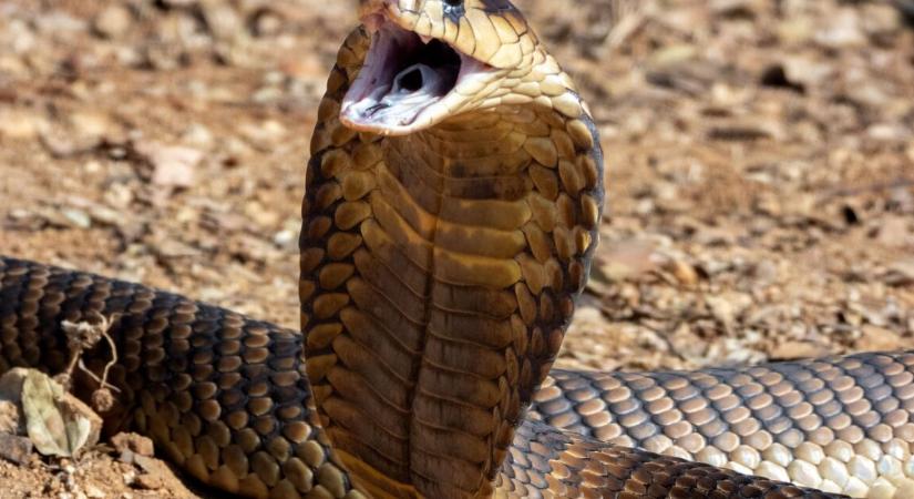 Példátlan módon halt meg egy német turista – azonnali vizsgálat indult