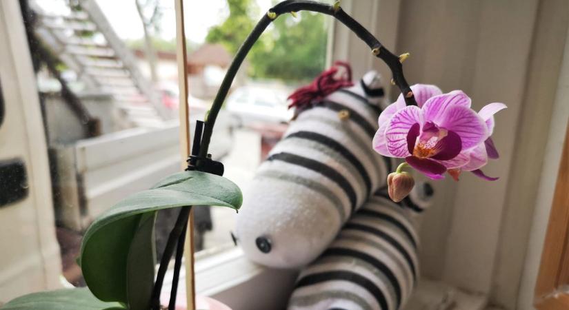 Soha többé hervadó orchidea: ezzel a trükkel egész évben ontja a virágokat