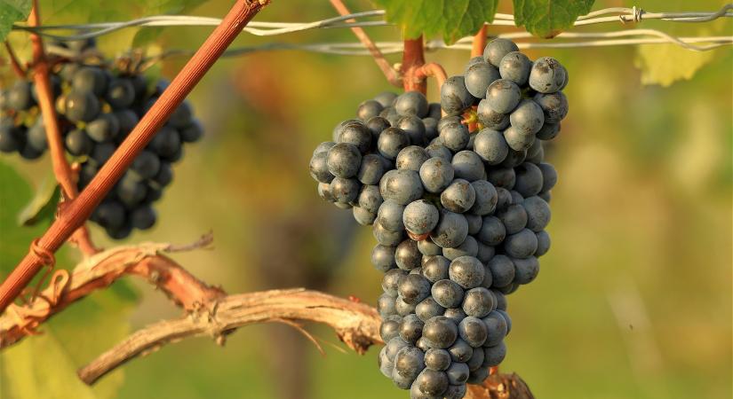 Segítséget kaptak a szőlősgazdák az amerikai szőlőkabóca elleni küzdelemben