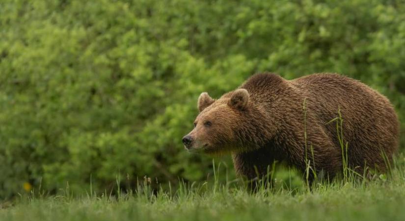 Medvét láttak Hevesben: videó is készült az állatról