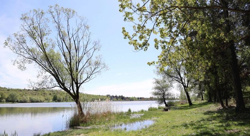Medveveszély Borsodban? Kétféle óvatosság is ajánlott a szakértő szerint!