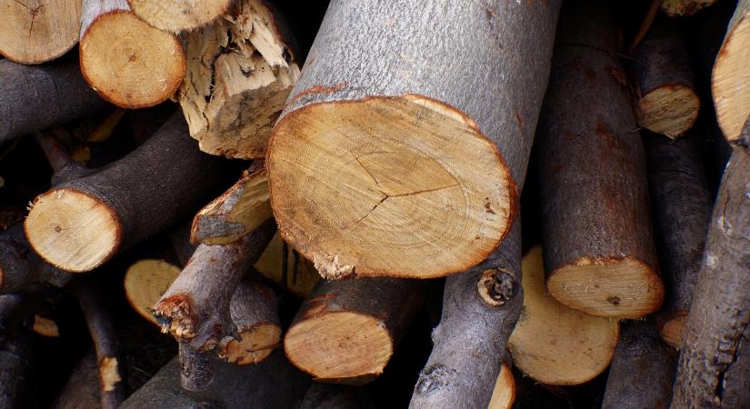 Kevesebb volt tavaly az illegális fakitermelés
