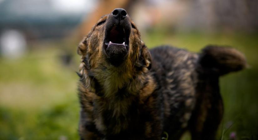 Kutyatámadás Szombathelyen: súlyosan megsérült egy ember