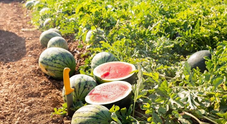 Dinnyeháború indul Európában