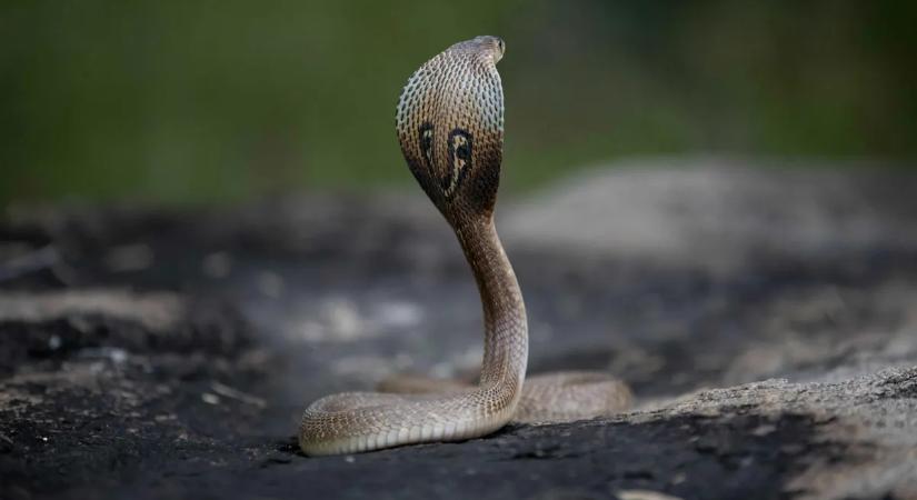 Senki sem hitte el, mit művelt a kígyó a nadrágjában