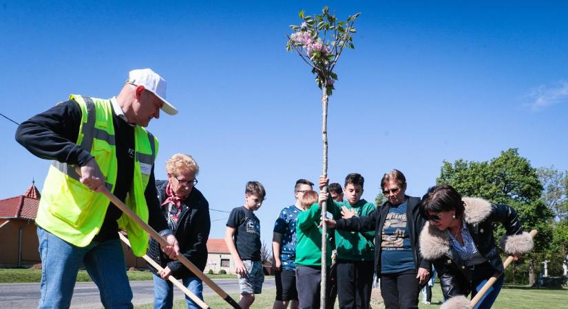 Szépül Vép – 41 vérszilva csemete került a földbe (fotók)