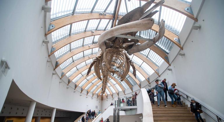 Hamarosan új kormánya lesz Magyarországnak, ezért megmozdult a múzeumi szakma is