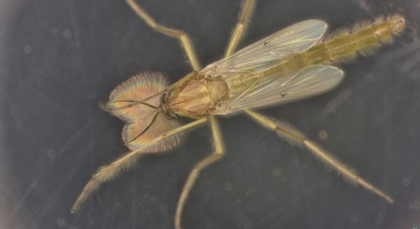 Balatoni árvaszúnyog rajzás: ez várható az idén nyáron