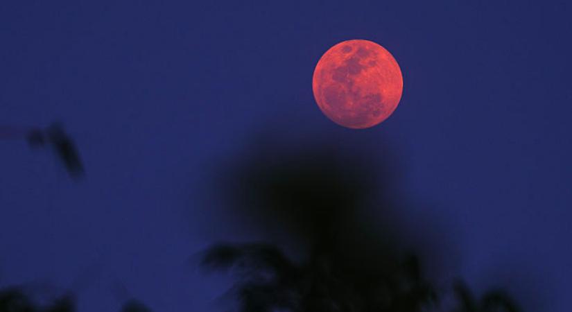 Virághold 2026. május 1-jén: Ez a 4 csillagjegy profitálhat most a legtöbbet