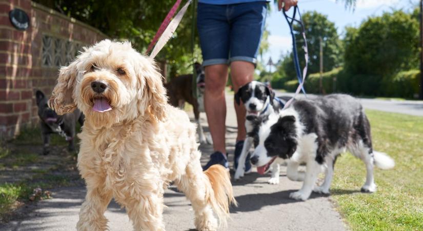 Életmentő percek: mit kell tenned, ha a kutyád megeszik valamit az utcán?