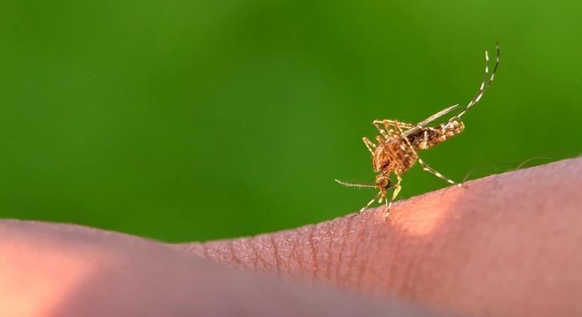Már látszik, lesz-e árvaszúnyog-invázió a nyáron