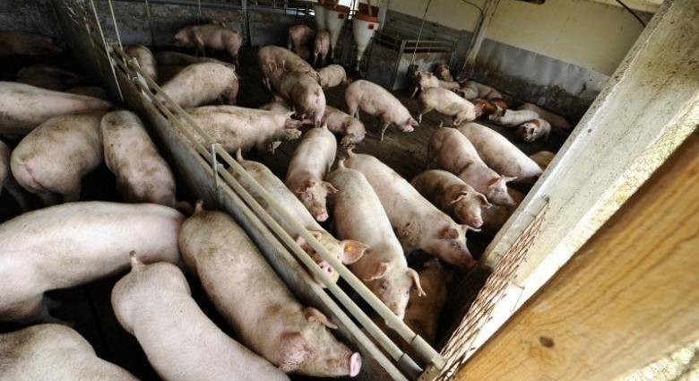 Tömeges csődtől tartanak a sertéstenyésztők