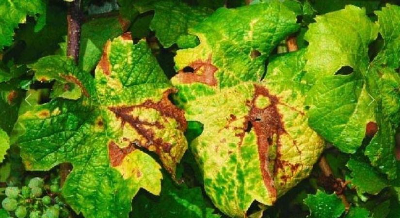 Komoly erősítés érkezett a szőlőkabóca ellen – új szerek kaptak engedélyt