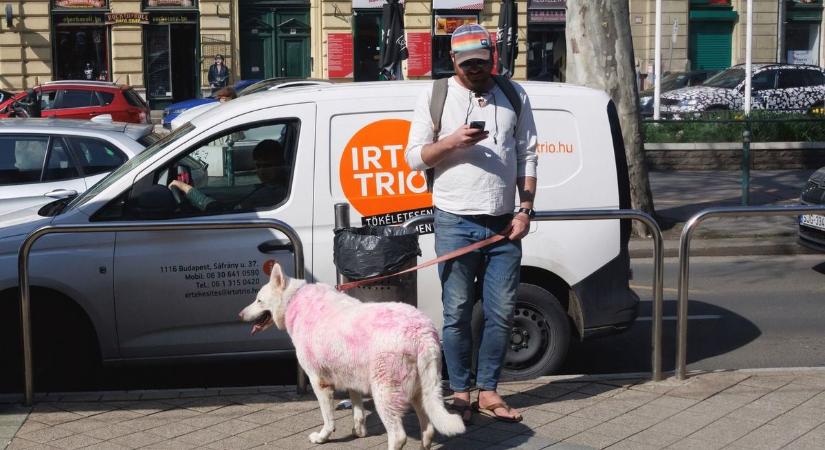 Póráz nélkül, de nem harap... – százezres bírságot kockáztatnak a gazdik: ezt mindenkinek tudnia kell a kutyasétáltatásról