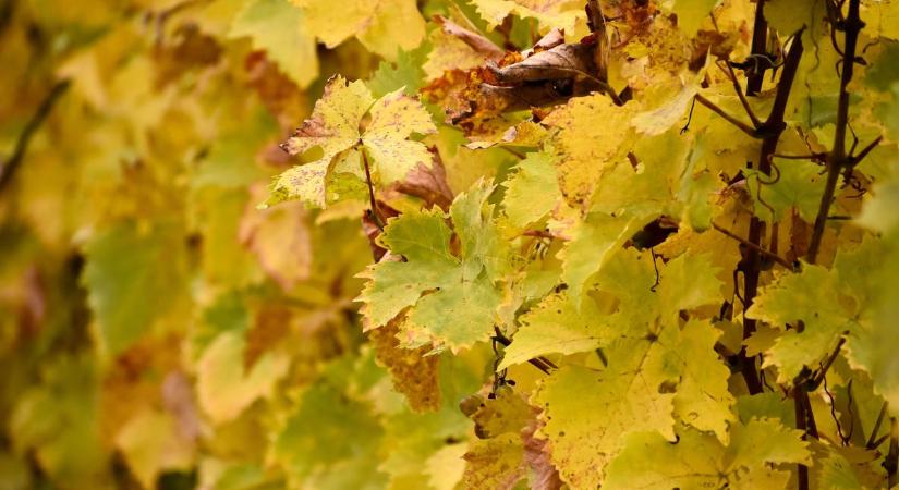 Brutális tempóban terjed a veszélyes betegség: új szerekkel harcolnak a szőlőkabóca ellen