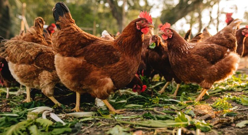 Nébih elnök: együtt kell élnünk a madárinfluenzával