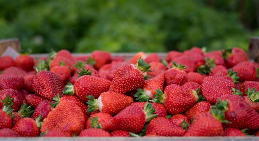 Miért verhetetlen a hazai szamóca? A titok, amit a spanyol és görög import sosem fog tudni