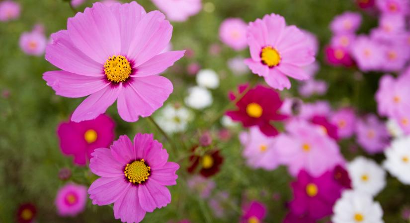 7 színpompás, virágzó növény, amit magról is könnyedén nevelhetsz