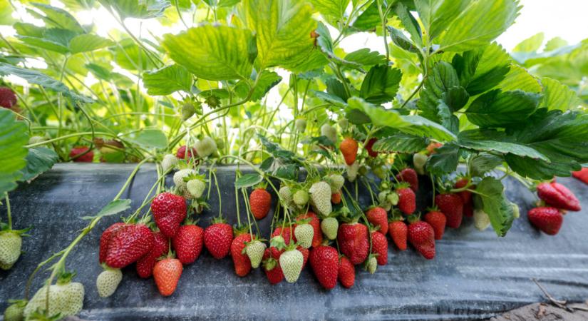 Megéri a magyar szamócát választani