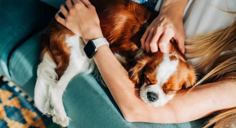 Ilyen kutya illik hozzád a csillagjegyed alapján: neked olyanod van?