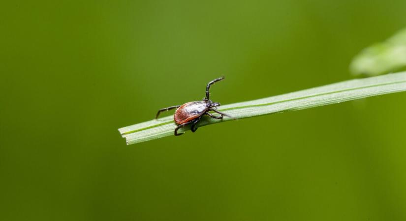Kullancsok a kertben? Ez a három illatos növény természetes pajzsként védi az udvart