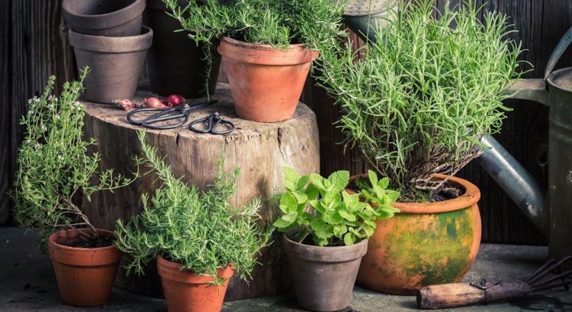 Fűszerkert a konyhaablakban: friss ízek karnyújtásnyira
