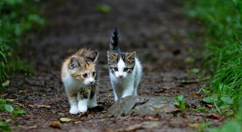 Kriptóért készített macskakínzó videókat egy kínai férfi, állatvédők szerint akár 1500 állatot is megölhetett
