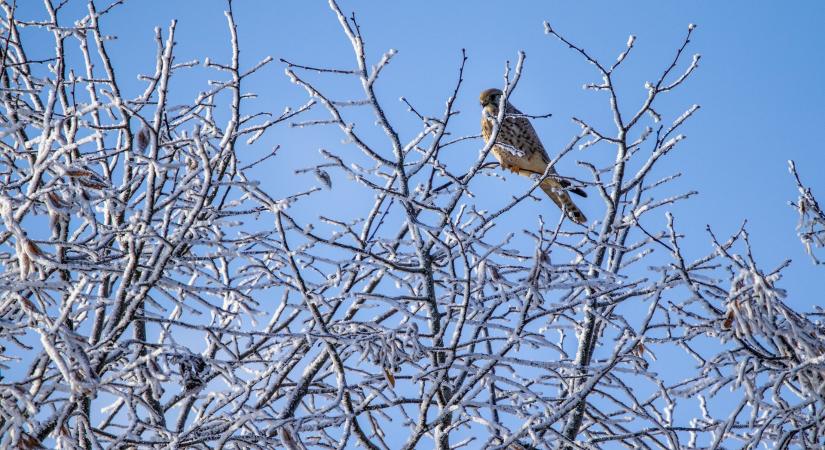 Az első egyedek után nemsokára nagy csapatokban fognak érkezni a kék vércsék
