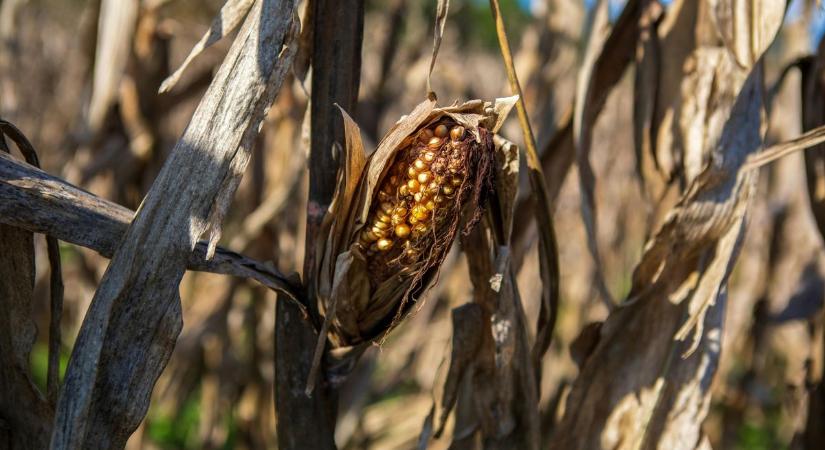 A klímaváltozás gyorsul, az erdőknek annyi, a kukorica felejtős – drámaiak a kilátások