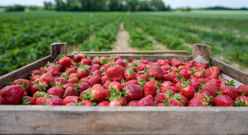 Érdemes a hazait választani!