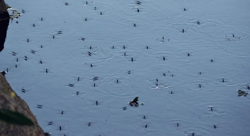 Megismétlődhet a brutális szúnyoginvázió? Új adatok jöttek