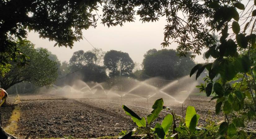 Öntözés: így ne árts a növényeknek a jó szándékoddal