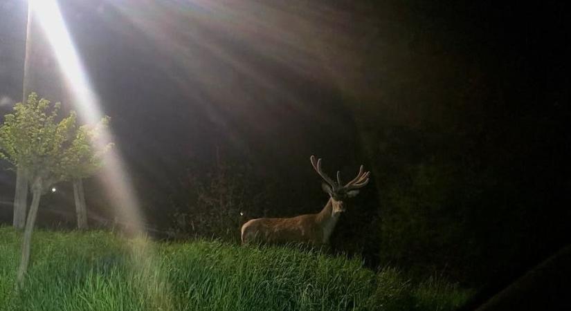 Orbitális szarvas bukkant fel Pécsen – ezért kell fokozottan figyelni éjszaka (FOTÓK)