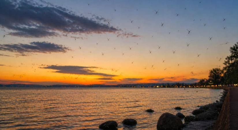 A tavalyinál jóval kisebb árvaszúnyograjzás várható a Balatonnál