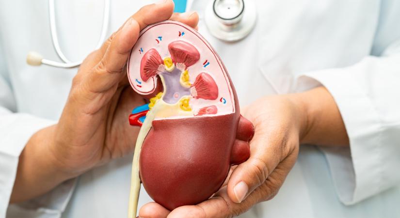 Csökkenthető a betegség kockázata: A legújabb kutatás szerint ez a legerősebb támogatás a vesének