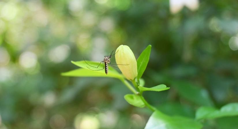 Vége a tavalyi rémálomnak? Jelentős fordulatot várnak a szúnyograjzásban a kutatók