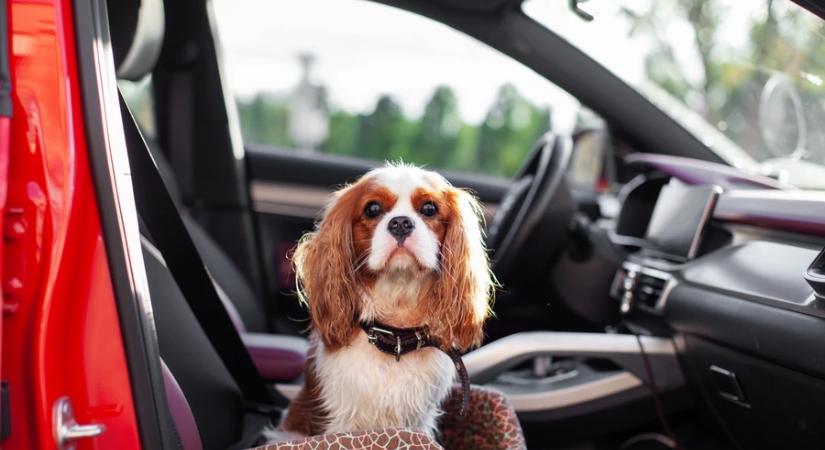 Változnak a háziállatok szállítására vonatkozó uniós előírások