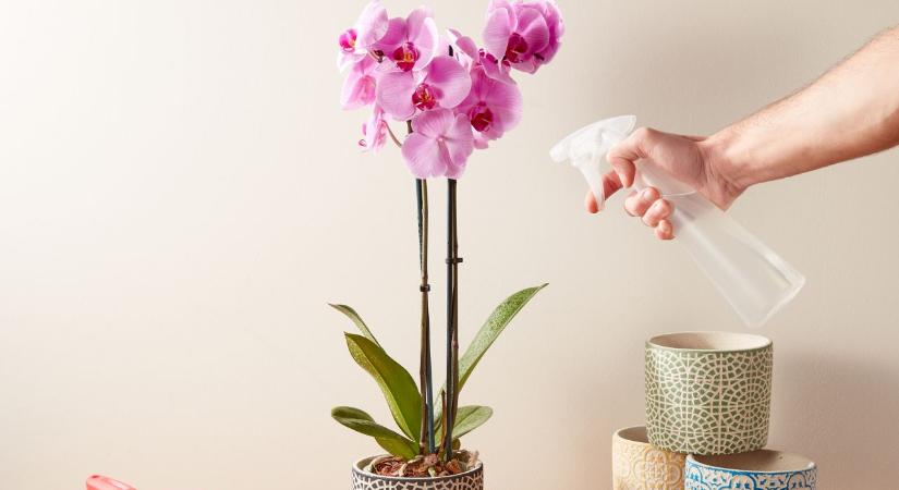 Így gondozd tavasszal az orchideát, hogy folyamatosan virágozzon