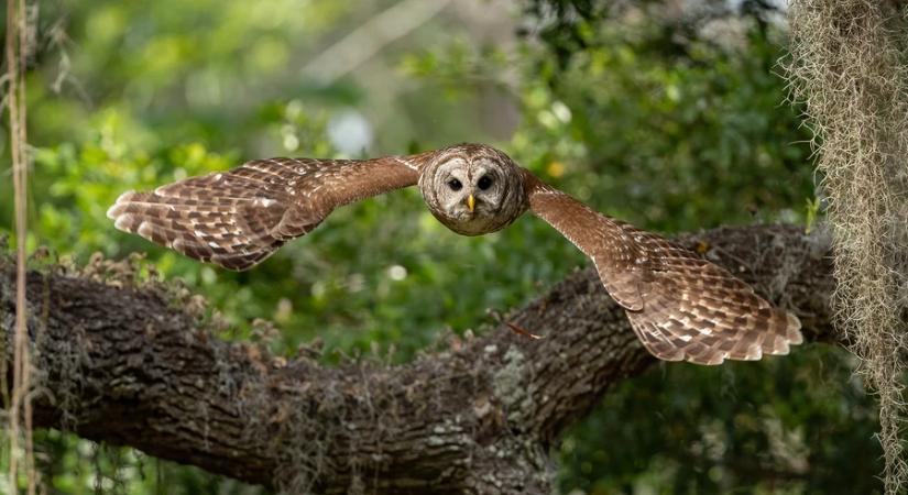 A fészkelő erdei fülesbaglyok állományának országos felméréséhez kéri a lakosság segítségét az MME