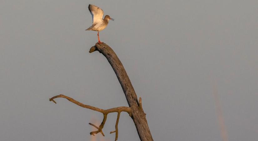 Sekély vizes élőhelyek kialakításával segítik a piroslábú cankók fészkelését Hortobágyon
