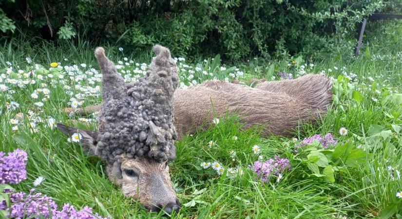 Az idősebb vadászok sem emlékeznek olyan őzbakra, mint amit most ejtettek el Somogyban