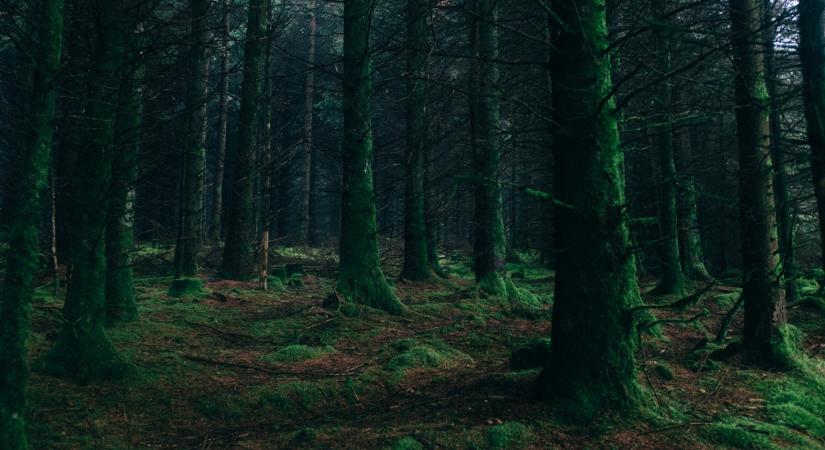 4 napot töltött egyedül a vadonba: fia találta meg az utolsó pillanatban